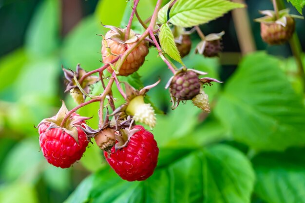 Photography on theme beautiful berry branch raspberry bush with natural leaves photo consisting of berry branch raspberry bush outdoors in rural floral berry branch raspberry bush in big garden