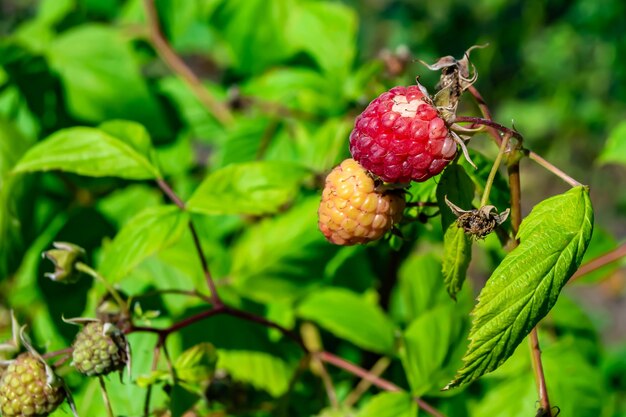 Photography on theme beautiful berry branch raspberry bush with natural leaves photo consisting of berry branch raspberry bush outdoors in rural floral berry branch raspberry bush in big garden