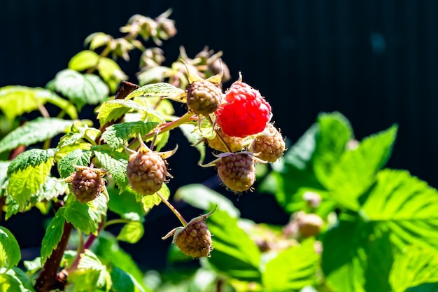 美しいベリーの枝ラズベリーの茂みをテーマにした写真