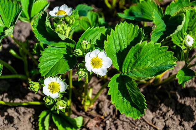 自然の葉を持つ美しいベリーの枝イチゴの茂みをテーマにした写真