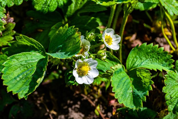 Photography on theme beautiful berry branch strawberry bush with natural leaves