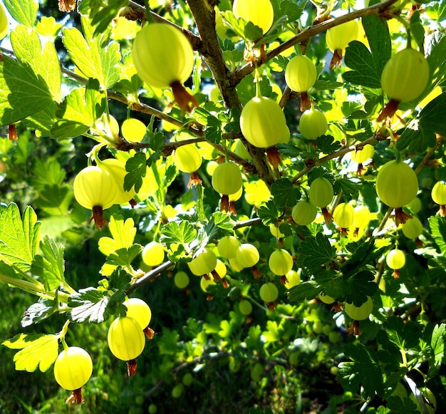 Photography on theme beautiful berry bush gooseberry