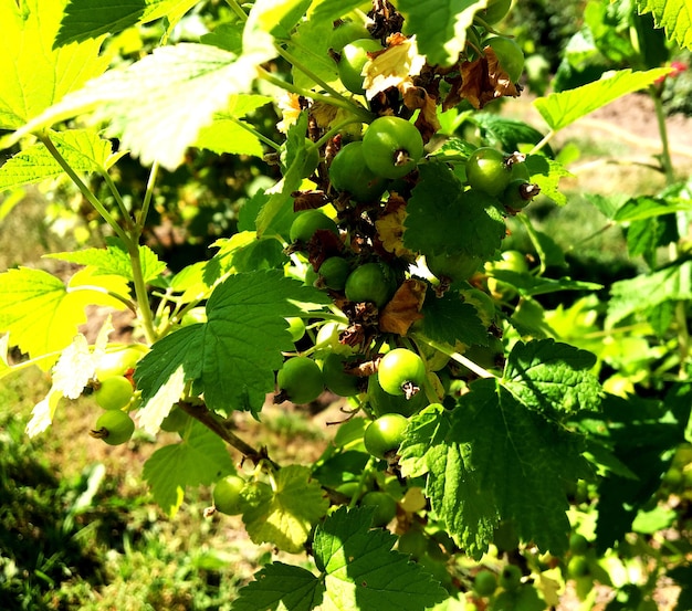 Photography on theme beautiful berry bush gooseberry