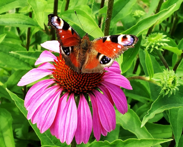 Photography to theme beautiful black butterfly Monarch