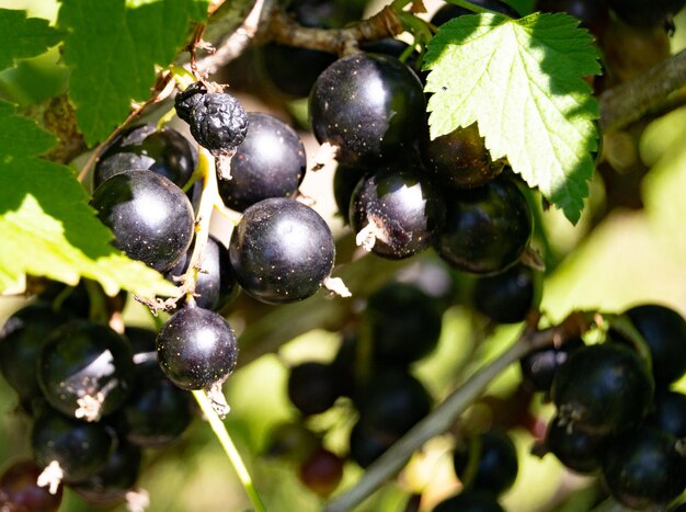 Photography on theme beautiful bush berry black currant with natural leaf under sky photo consisting of bush berry black currant outdoors in rural bush berry black currant in big nature farm garden