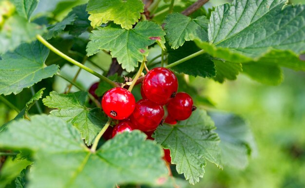 Photography on theme beautiful bush berry red currant