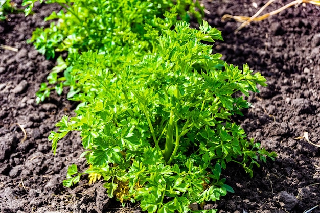 Photo photography on theme beautiful dill vegetable plant with napiform skin