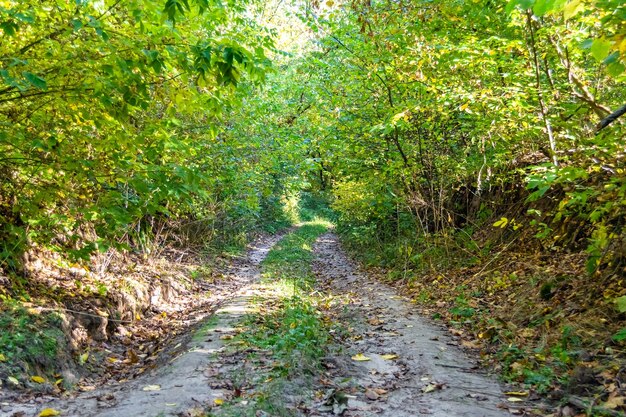 야생 잎자루 숲에서 아름다운 산책로를 주제로 한 사진. 야생 잎자루 산책로에서 사람들이 없는 산책로로 구성된 사진. 야산 잎자락 숲에서 산책로입니다. 이것은 자연의 자연입니다.