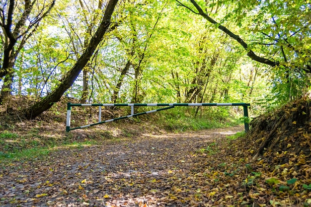 写真のテーマは野生の葉っぱの森の中の美しい歩道です 写真は田舎の歩道から野生の葉葉の森に人々がいない 野生の葉の森の歩道 これは自然の自然です