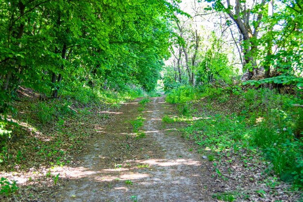 野生の葉の森の美しい歩道をテーマにした写真人のいない野生の葉の森への田舎の歩道で構成される写真野生の葉の森の歩道これは自然です