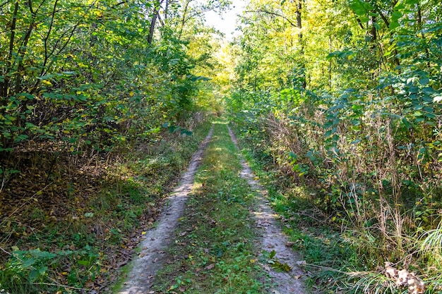 野生の紅葉の森の美しい歩道をテーマにした写真撮影