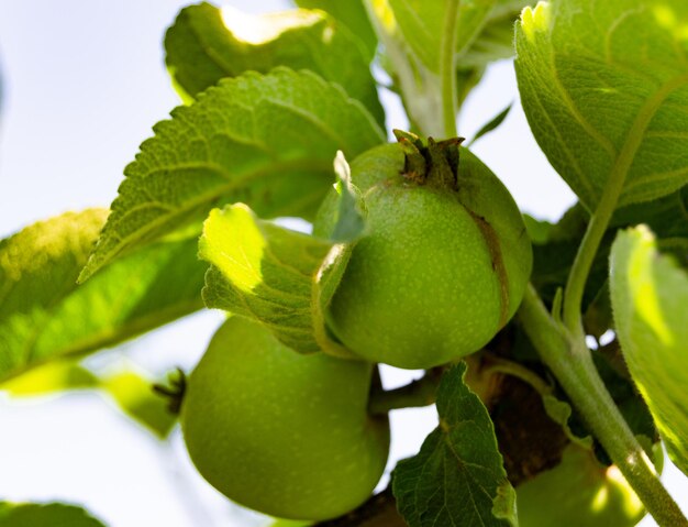 Photography on theme beautiful fruit branch apple tree with natural leaves under clean sky photo consisting of fruit branch apple tree outdoors in rural floral fruit branch apple tree in big garden