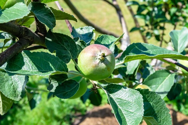 Photography on theme beautiful fruit branch apple tree with natural leaves under clean sky photo consisting of fruit branch apple tree outdoors in rural floral fruit branch apple tree in big garden