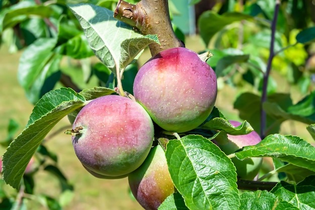 Photography on theme beautiful fruit branch apple tree with natural leaves under clean sky photo consisting of fruit branch apple tree outdoors in rural floral fruit branch apple tree in big garden