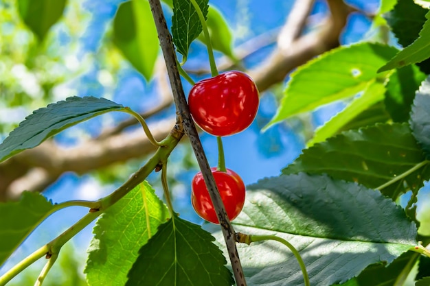 写真のテーマは清潔な空の下で自然の葉を持つ美しい果実の枝の桜の木です 写真は田舎の野外で果物の枝を持つ桜の木で花の果実の葉は庭の桜の樹です