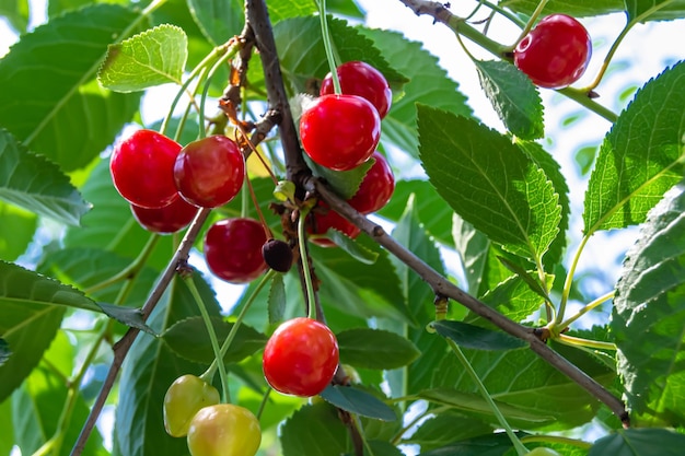 Photography on theme beautiful fruit branch cherry tree with natural leaves under clean sky photo consisting of fruit branch cherry tree outdoors in rural floral fruit branch cherry tree in garden