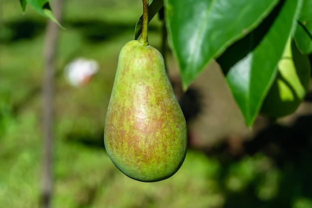 Photography on theme beautiful fruit branch pear tree with natural leaves under clean sky photo consisting of fruit branch pear tree outdoors in rural floral fruit branch pear tree in big garden