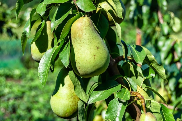 Photography on theme beautiful fruit branch pear tree with natural leaves under clean sky photo consisting of fruit branch pear tree outdoors in rural floral fruit branch pear tree in big garden