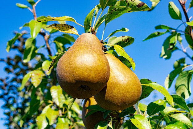 Photography on theme beautiful fruit branch pear tree