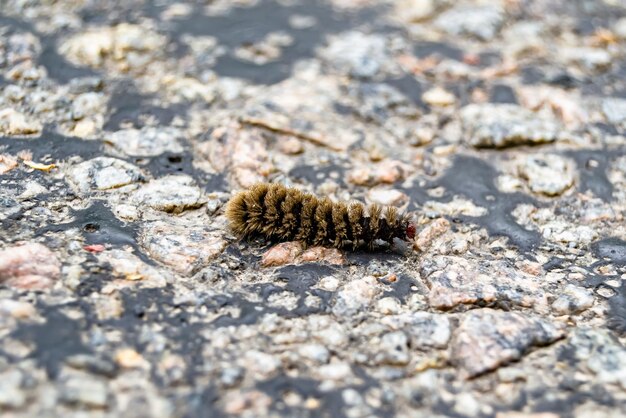 Photography on theme beautiful hairy caterpillar in hurry to turn into butterfly