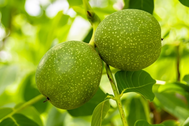 Photography on theme beautiful nut branch walnut tree with natural leaves under clean sky photo consisting of nut branch walnut tree outdoors in rural floral nut branch walnut tree in big garden