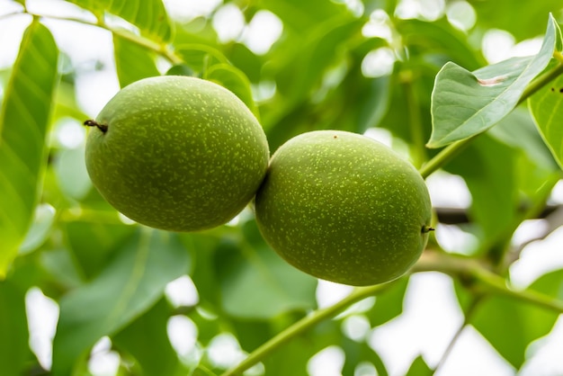 Photography on theme beautiful nut branch walnut tree