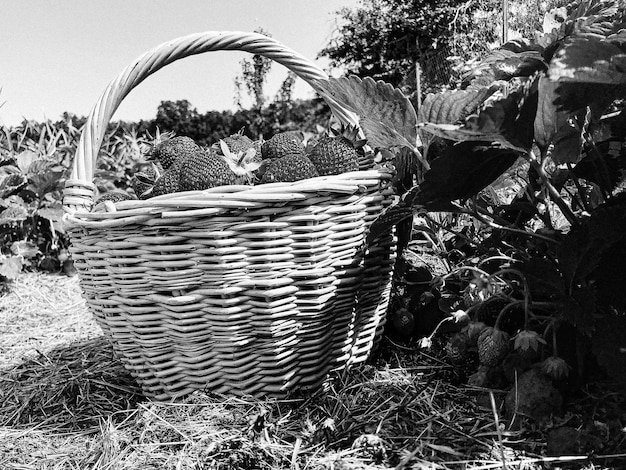 Photography on theme beautiful plant bush strawberry