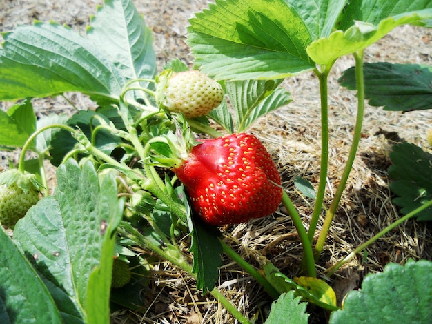 Photography on theme beautiful plant bush strawberry