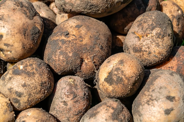 Фотография на тему красивое картофельное растение с естественным темным грунтом на коже фото, состоящее из картофельного растения на открытом воздухе в грунтовом сельском картофельном растении из большого грунтового фермерского поля, собранного фермером