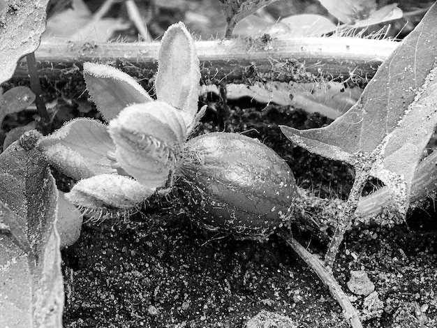 Photography on theme beautiful small berry watermelon