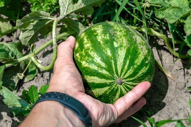 Photography on theme beautiful small fruit watermelon with natural skin under leaves photo consisting of tasty small fruit watermelon outdoors in rural small fruit watermelon in nature farm garden