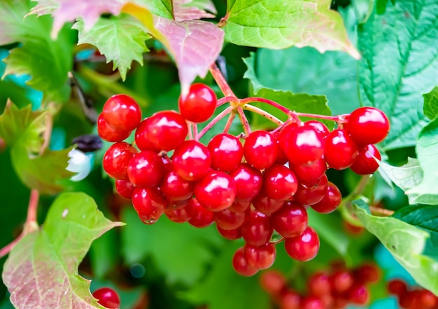 Photography on theme beautiful sour berry viburnum with natural texture under clean sky photo consisting of many sour berry viburnum outdoors in rural floral sour berry viburnum in big nature garden