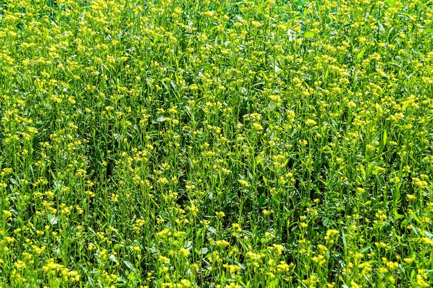 Photography on theme fine wild growing flower mustard on background meadow photo consisting from wild growing flower mustard to grass meadow wild growing flower mustard at herb meadow countryside