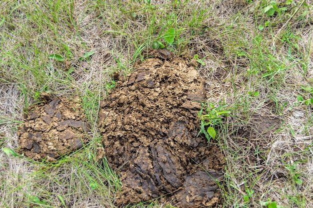 Photography on theme fresh cow dung lies on manure animal farm