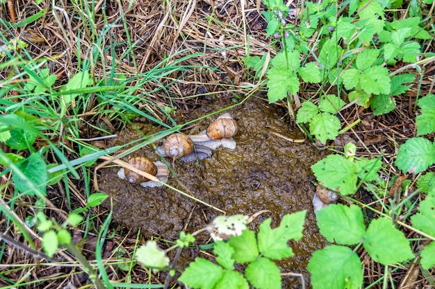 Photography on theme fresh cow dung lies on manure animal farm