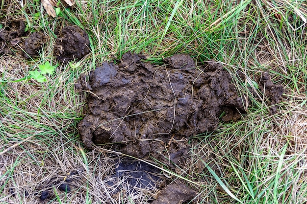 Photography on theme fresh cow dung lies on manure animal farm