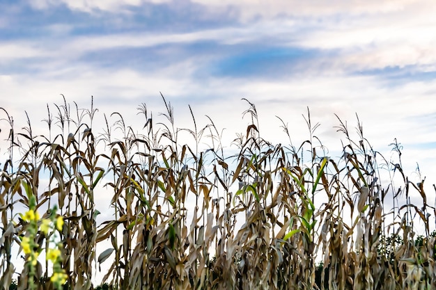 Photography to theme large beautiful harvest corn on maize field with natural leaves photo consisting of big harvest long corn to maize field many gaunt harvest corn at maize field rural outdoor