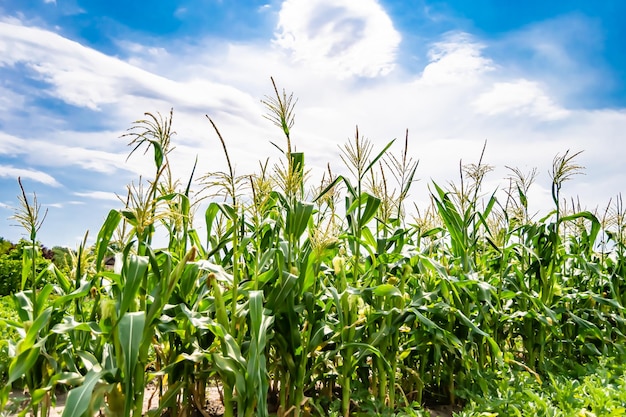 Photography to theme large beautiful harvest corn on maize field with natural leaves photo consisting of big harvest long corn to maize field many gaunt harvest corn at maize field rural outdoor