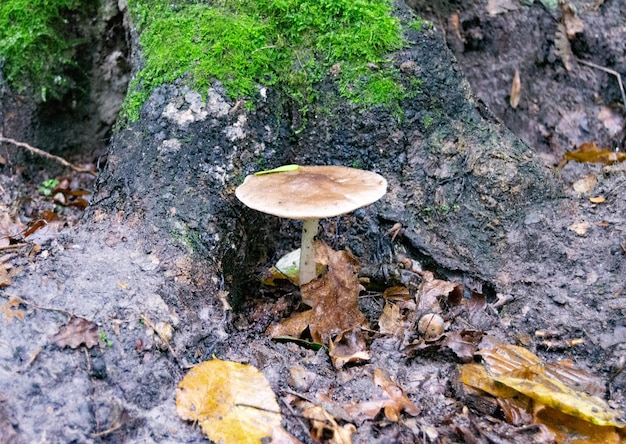 葉の上の森にある大きな美しい毒キノコをテーマにした写真の背景写真は、森の屋外に自然の毒キノコで構成されています大きな森の毒キノコをクローズアップ