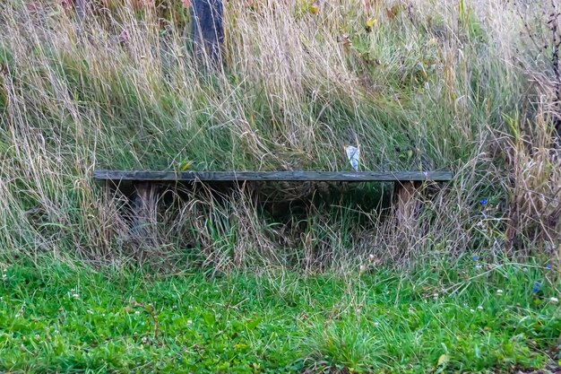 Photography on theme old wooden bench overgrown with grass on background natural nature photo consisting from old wooden bench to grass flat old wooden bench at grass this is countryside no people