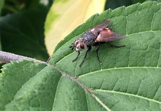 Photography to theme small beautiful house fly