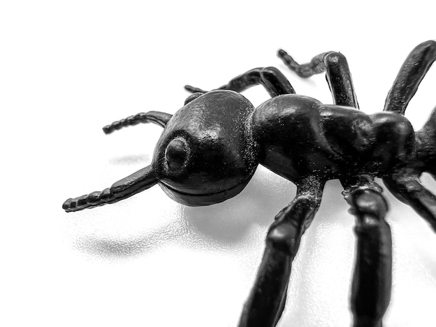 Photography of a toy plastic ant on white background