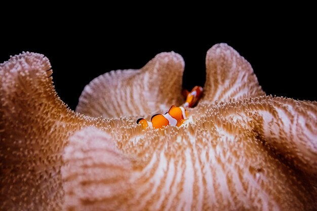 Photo photos of animals in japanese aquariums