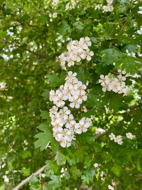 白い花の春の背景を持つ美しい茂みの写真