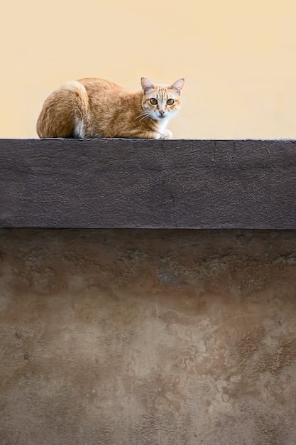 自然に猫の写真。