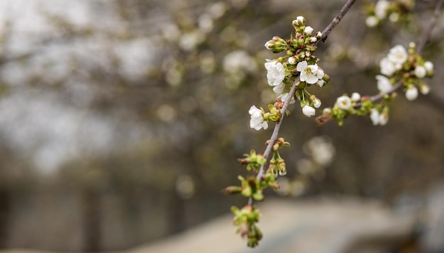 Photos of flowering apricot tree and apricot flowers Concept spring fruits healthy food