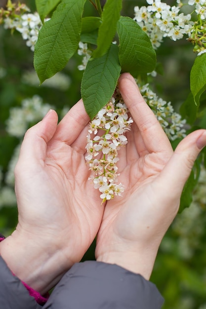 Photos of a flowering plum tree and plum flowers on a warm spring day The Awakening of Nature