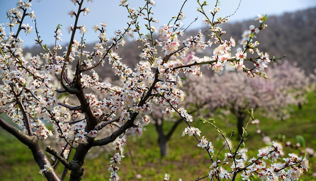 開花した梅の木と梅の花の写真