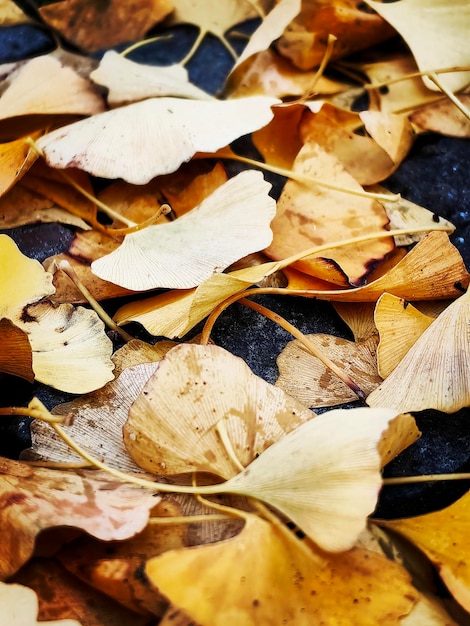 Photo photos of nature in the surroundings of hamburg in autumn