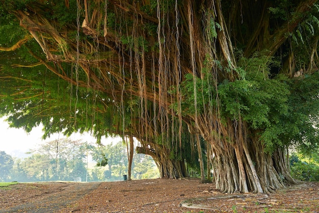 Фотографии джунглей Оаху Гавайи Изображения с Оаху Штат Гавайи